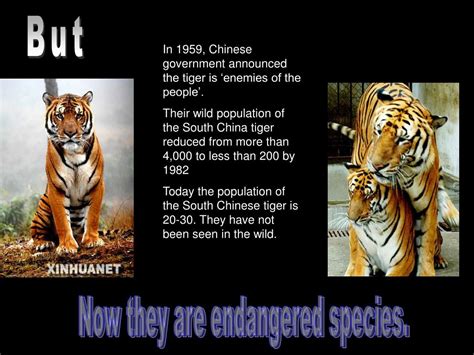 what are south china tigers enemies